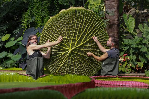 News Shopper: Kew Gardens new Giant Waterlily. (PA)