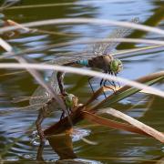 Two Lesser Emperor Dragonflys at Crossness Nature Reserve in Bexley - Photo by Bernie Weight