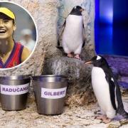 The gentoo penguin chicks (Sea Life London Aquarium/PA)