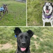 These dogs are looking for new homes. (RSPCA)