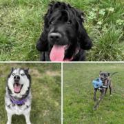 See the dogs looking for a new home. (RSPCA)