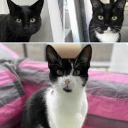See the kittens looking for a home. (RSPCA)