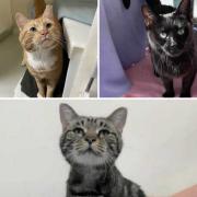 See the cats looking for their new home. (RSPCA)