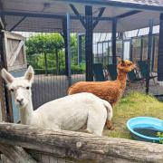 Alpacas Eva And Poppy at The Horniman Museum in Forest Hill during better weather. CREDIT: The Horniman Museum