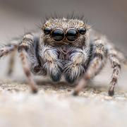 The critically endangered distinguished jumping spider which lives on Swanscombe Peninsula (Buglife)