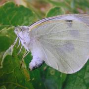 White Cabbage butterfly