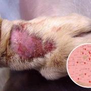 Owners are urged to check for skin lesions and wash pets after muddy walks to reduce the risk