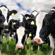 Cows in road cause M26 in Kent to CLOSE and traffic in area this rush-hour