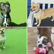 See the dogs looking to be rehomed. (Battersea)