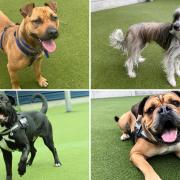 See the Battersea London Dogs looking for their forever homes (Battersea)