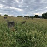 Plumstead Cemetery in Greenwich has become overgrown making some people unable to visit their loved ones (photo: Andrew Sims)