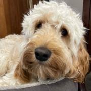 Milo the cockapoo was killed in the incident