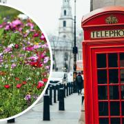 Here's why you might notice wildflowers popping up in London roads