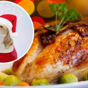 Vets have shared that feeding their dog gravy or mince pies could be toxic to them.