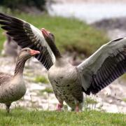 Geese dead from potential avian flu outbreak at Chislehurst Commons