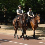 Police Horse Putney is part of the Met's mounted branch - and is retiring after a long career