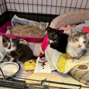 The kittens, named Caz, Dolly, and Poppy, were found abandoned in Brockley