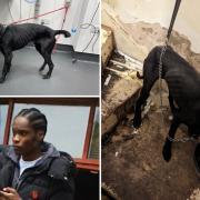 Kengere has been banned from keeping pets after causing suffering to his dog, Blade