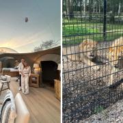 The Lookout Bubble and lions at Port Lympne Reserve and Hotel
