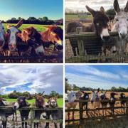 Fundraiser to help raise £15k to build safer fencing for former Blackheath Donkeys