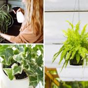 Have you noticed any of these houseplants making a difference to the air in your home?