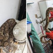 The snake was found at a kitchen in Tooting