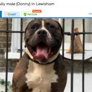 Donny is looking for a loving family home after he was given away to a seller in Lewisham