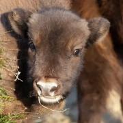 A young European bison. Image: Wildwood Trust