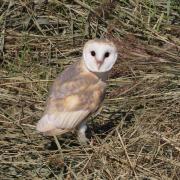 A barn owl seen in Crossness Nature Reserve (Credit: Donna Zimmer)