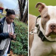 Owner Amy Legemah's dogs attacked two people in Thamesmead. (Right - Stock image of XL Bully)