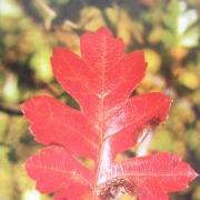 Autumn leaf in a glorious red