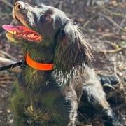 Three highly trained dogs sniff out dangerous Japanese Knotweed on the M25