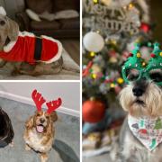 The festive pups in south east London this Christmas
