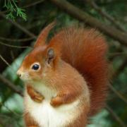 A red squirrel image: Donna Zimmer