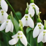 Have you seen any snowdrops this winter?