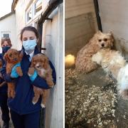 Four people were jailed for their roles in the puppy farming organisation