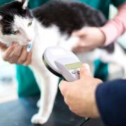 All pet cats in England will need to be microchipped and registered on a database from June 10, 2024