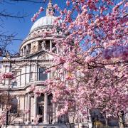 Find out where you can see Cherry Blossoms in London.