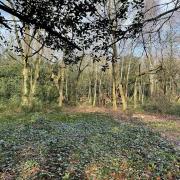 A glade on Chislehurst Common cleared to encourage the development of an understorey to attract invertebrates, birds and small mammals  Image: Chislehurst Commons