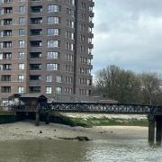The young dog was discovered by members of the public washed up on the shores of the Thames at around 12.30pm on March 17 near to the Royal Victoria Gardens