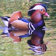 Manadarin duck... more common in Brtitain than its native Japan