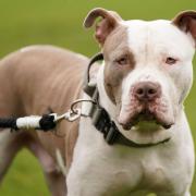 Stock image of an XL Bully dog