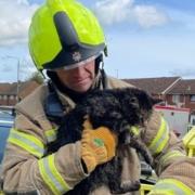 Poor cat gets trapped in Erith chimney for TWO days