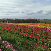 Tulips in Tulleys Farm