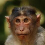 Monkey, simular species to the one that was used for lab testing