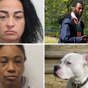 Dangerous dog owners in south east London including XL Bully mum