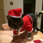 Animals wearing Christmas clothes. Just because...