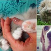 Monty, Wilma and Milly were among our favourite pet pictures sent in by readers in 2015