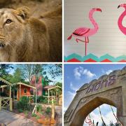 You can stay overnight in London Zoo at the Gir Lion Lodge, just a short distance from the big cats