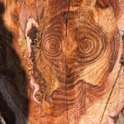 The rings in a tree cut down in Blackfen looked just like ET